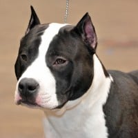 American Staffordshire Terrier