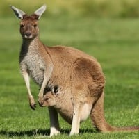 Kangaroos