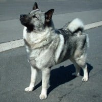 Norwegian Elkhound