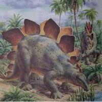 Stegosaurus