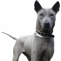 Thai Ridgeback