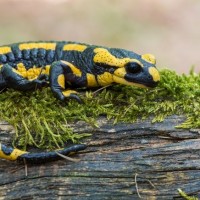 Salamanders