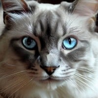 Bluestar (ThunderClan)