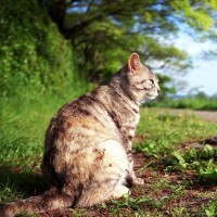 They Aren't Domesticated