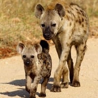 Hyenas