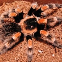 Tarantulas