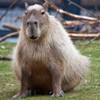 Capybaras