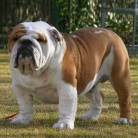 Bulldog