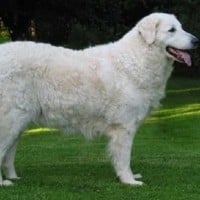 Kuvasz