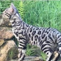 Whispers of Fallen Shadows