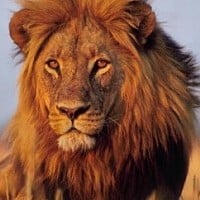 Lions (South Africa)