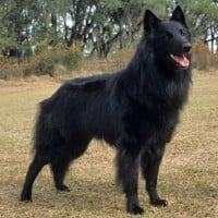 Belgian Sheepdog
