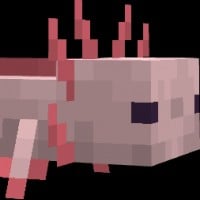 Axolotl