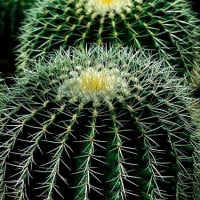 Your family tree is a cactus because everybody on it is a prick.