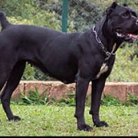 Cane Corso
