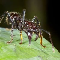 Bullet Ant Sting