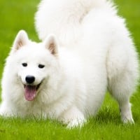 Samoyed