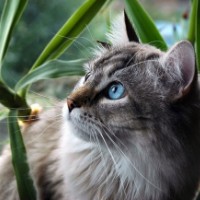 Song of Fallen Stars