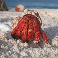 Hermit Crabs