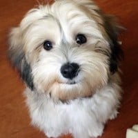 Havanese