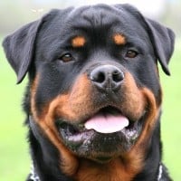 Rottweiler
