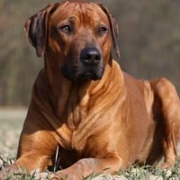 Rhodesian Ridgeback