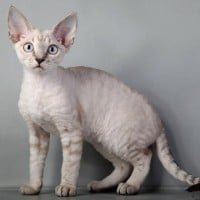 Devon Rex
