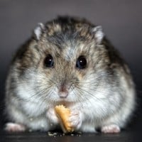 Hamster