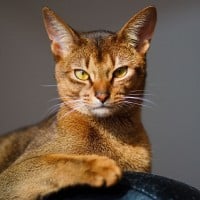 Abyssinian