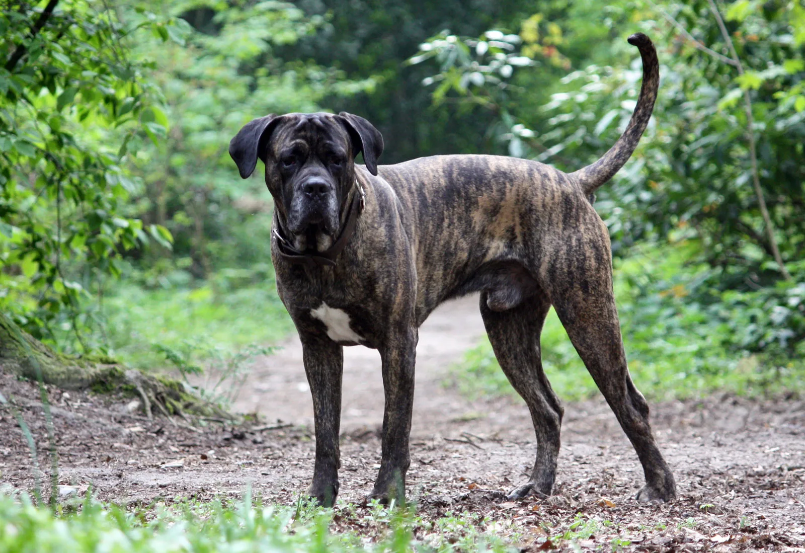 Cane Corso