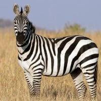 Zebras