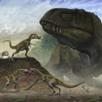 Zhuchengtyrannus Magnus