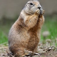 Prairie Dogs