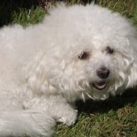 Bichon Frise