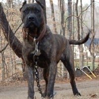 Presa Canario