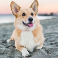 Corgi