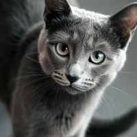 Russian Blue