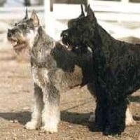 Schnauzer