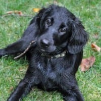 Flat-Coated Retriever