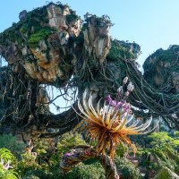 Pandora - The World of Avatar (Disney's Animal Kingdom)