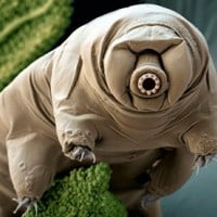 Waterbear