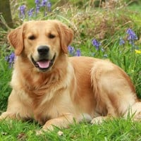 Your relatives have a dog that guards the 2nd floor of the house and bites