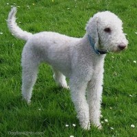 Bedlington Terrier