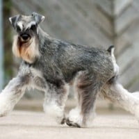 Miniature Schnauzer
